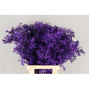 DF Ruscus 70cm Bs Dark Lilac
