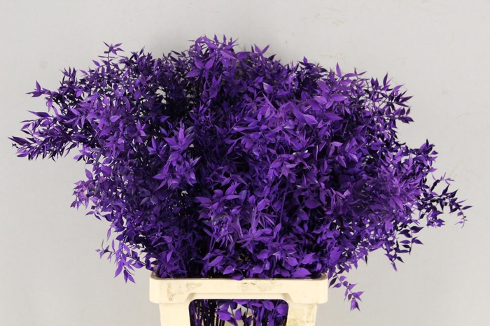 <h4>DF Ruscus 70cm Bs Dark Lilac</h4>