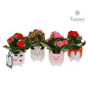 Keramiek boerderijdieren met Kalanchoe