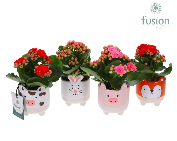 <h4>Keramiek boerderijdieren met Kalanchoe</h4>