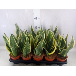 Sansevieria trifa. 'Futura Superba'