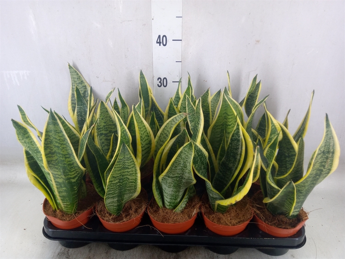 <h4>Sansevieria trifa. 'Futura Superba'</h4>