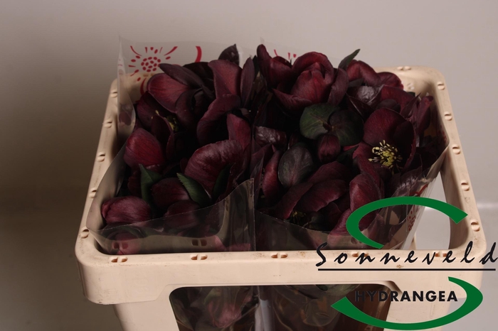 <h4>HELL AAR NORA RED</h4>