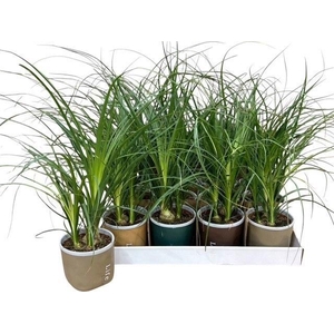 BEAUCARNEA RECUR