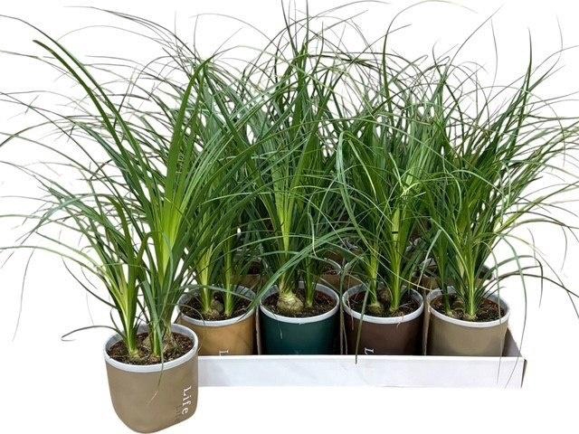 <h4>BEAUCARNEA RECUR</h4>