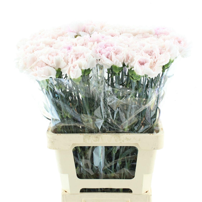 <h4>DI ST MUDAH ROSA</h4>