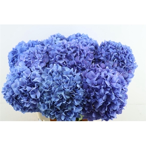Hydr M Pimpernel 60-19