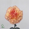 Lisianthus do julius grape