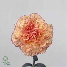 Lisianthus do julius grape