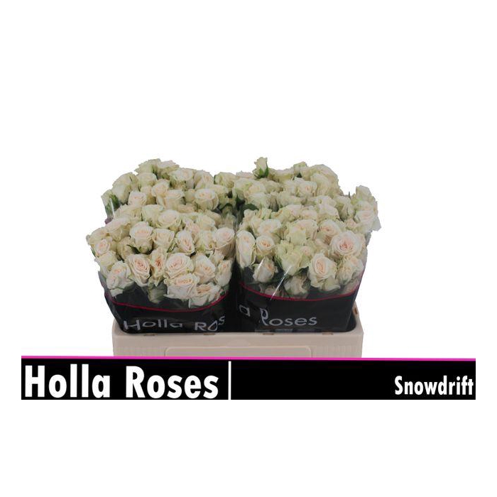 <h4>R TR SNOWDRIFT</h4>