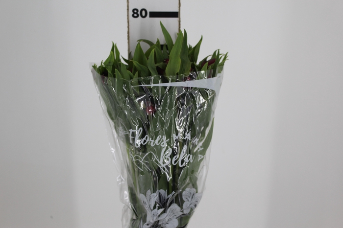 <h4>ALSTROEMERIA MERLOT 080 CM VERMELHO</h4>