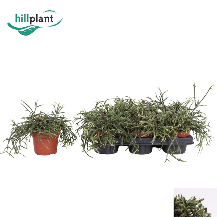 <h4>RHIPSALIS PILOCARPA</h4>
