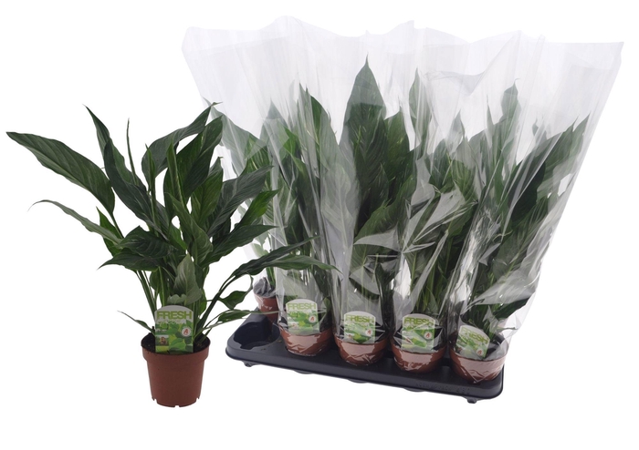 <h4>SPATH DIAMOND</h4>