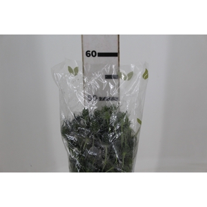 ERYNGIUM 050 CM