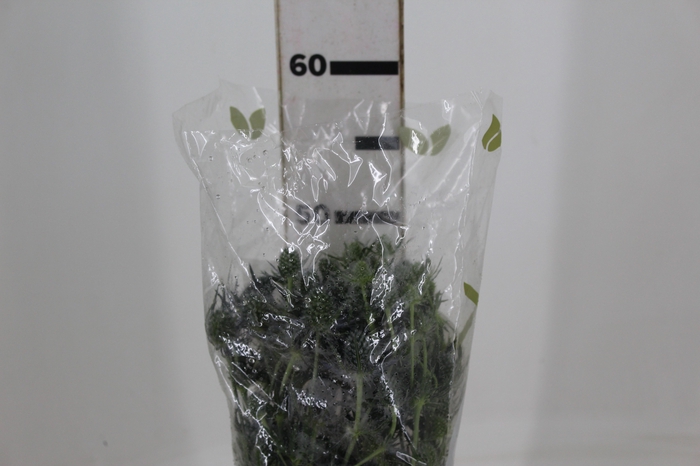 ERYNGIUM 050 CM