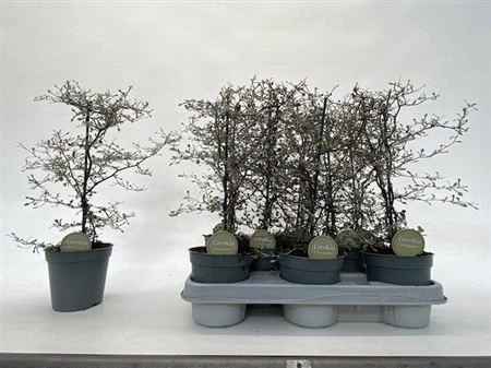 Corokia Cotoneaster