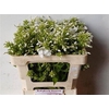 Phlox P David