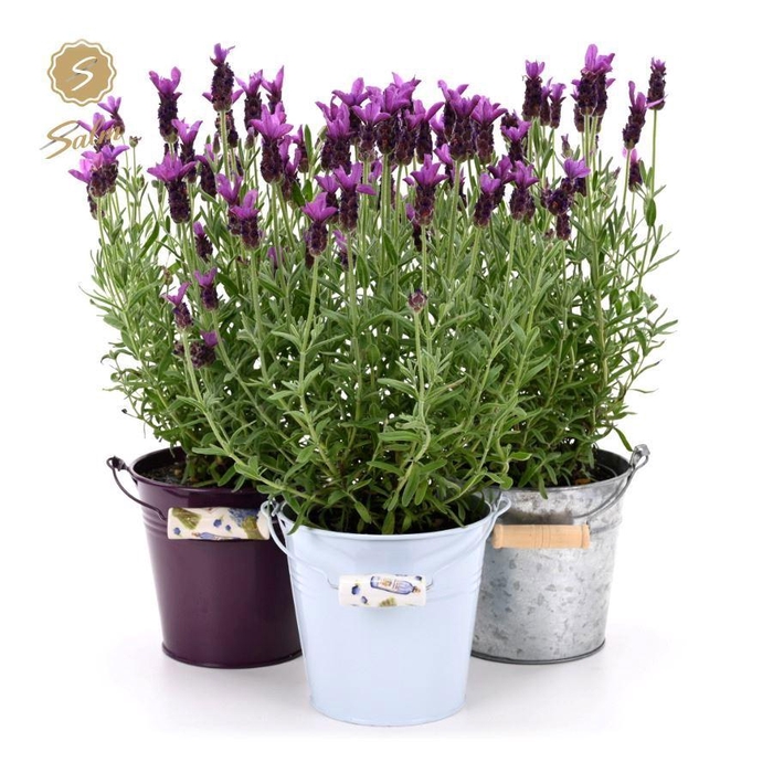 <h4>Lavandula st. 'Anouk'® Collection P12 in Zinc Mix</h4>
