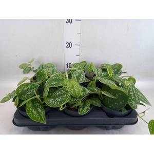 Scindapsus pictus 'Argyraeus'