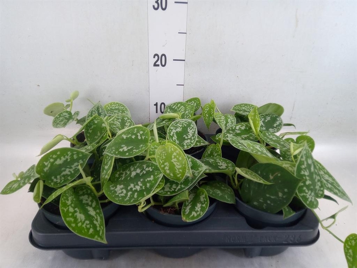 <h4>Scindapsus pictus 'Argyraeus'</h4>