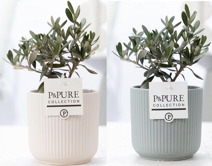 <h4>Olea Europaea in P&PURE Sophie ceramics ass. 2</h4>