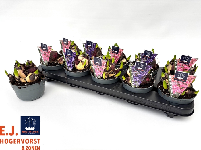 Hyacin Mult Gem 2 Kl