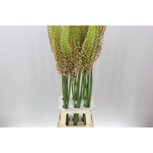 Eremurus Romance