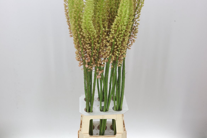 <h4>Eremurus Romance</h4>