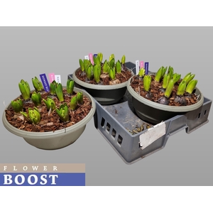 HYACIN PEAR GEM 3 KL