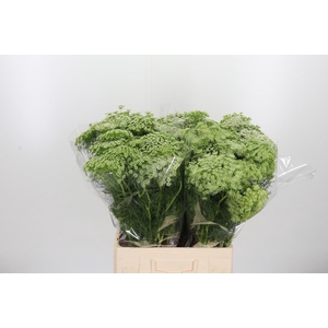 Ammi Visnaga