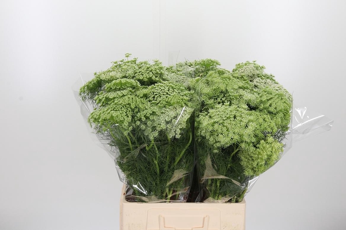 <h4>Ammi Visnaga</h4>