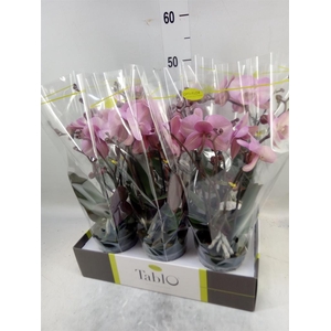 Phalaenopsis   ...rose
