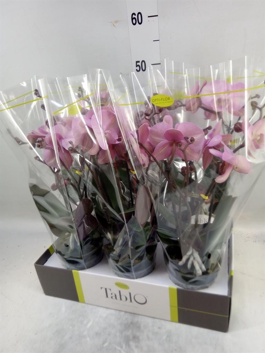 <h4>Phalaenopsis   ...rose</h4>
