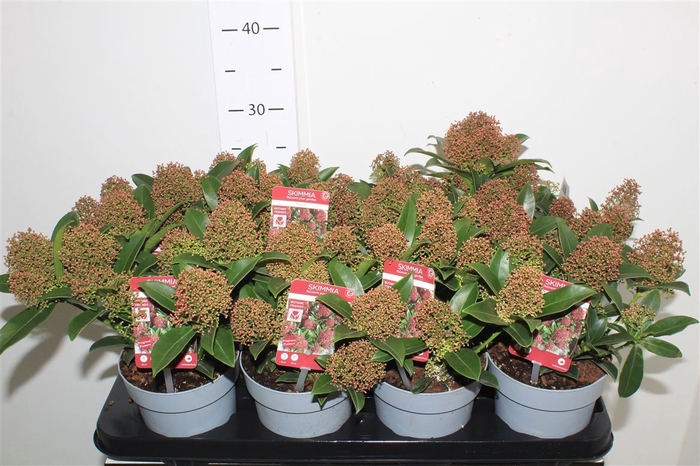 <h4>SKIMMIA JAPONICA 10+</h4>