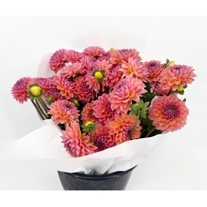 Dahlia Doris Duke
