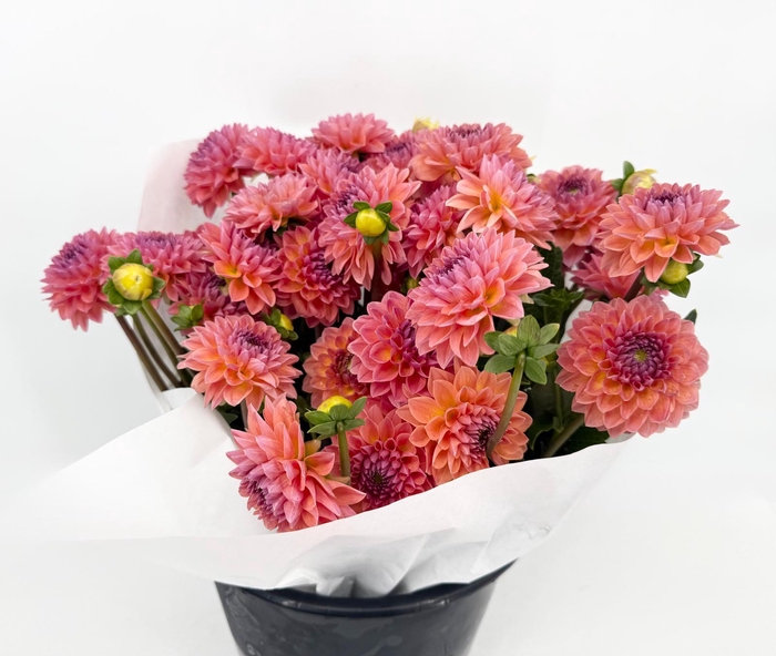 <h4>Dahlia Doris Duke</h4>