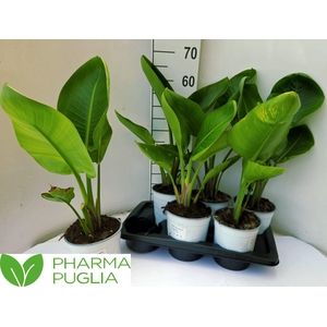STRELITZIA NICOLAI
