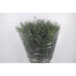 Euc Parvifolia Per Bunch 400 Gram