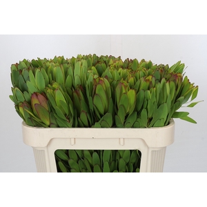 Leucadendron Goldstrike