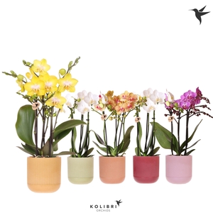 Kolibri Orchids Phalaenopsis mix 3 spike in Flare pot mix