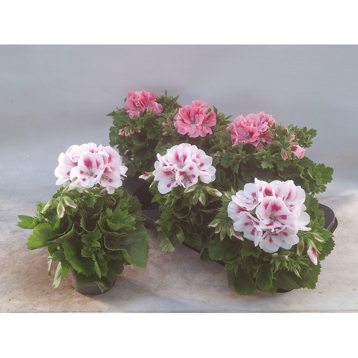 <h4>PEL GR MIXK 3 KL</h4>