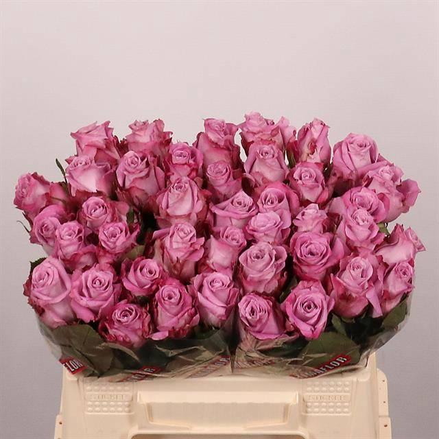 <h4>R GR MARITIM</h4>