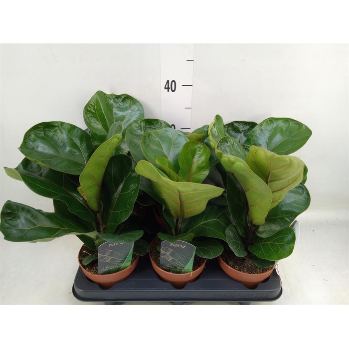 <h4>Ficus lyrata 'Bambino'</h4>