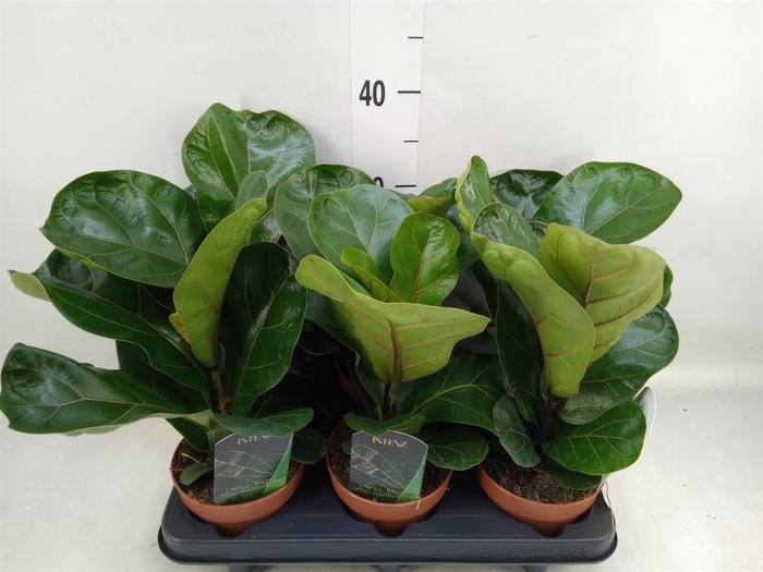 <h4>Ficus lyrata 'Bambino'</h4>