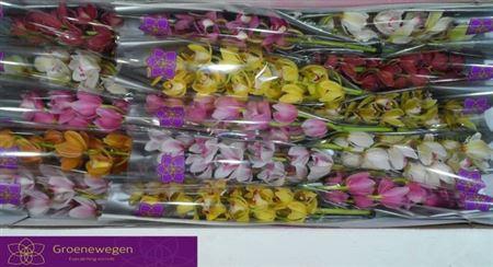 <h4>Cymb Mi Gem</h4>