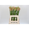Nerine Vesta K
