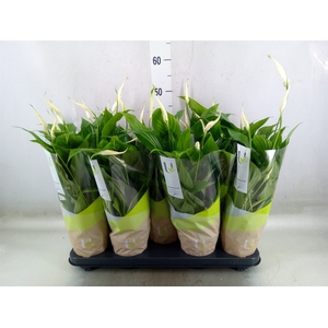 Spathiphyllum  'Bellini'