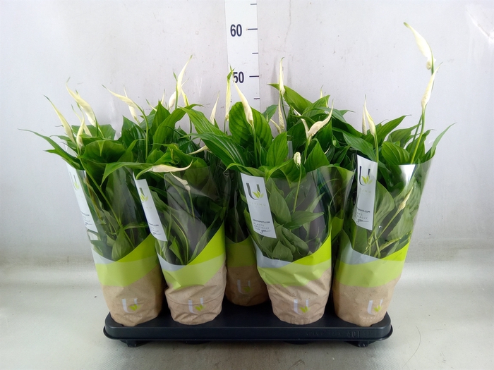 <h4>Spathiphyllum  'Bellini'</h4>
