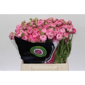 Ranunculus Pink Extra