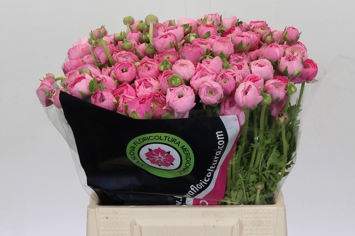 <h4>Ranunculus Pink Extra</h4>